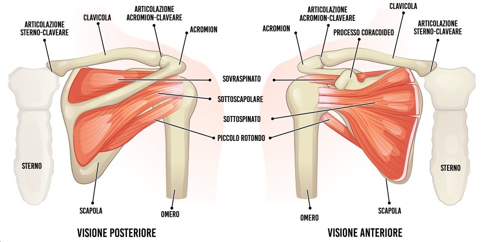 Anatomia della Spalla